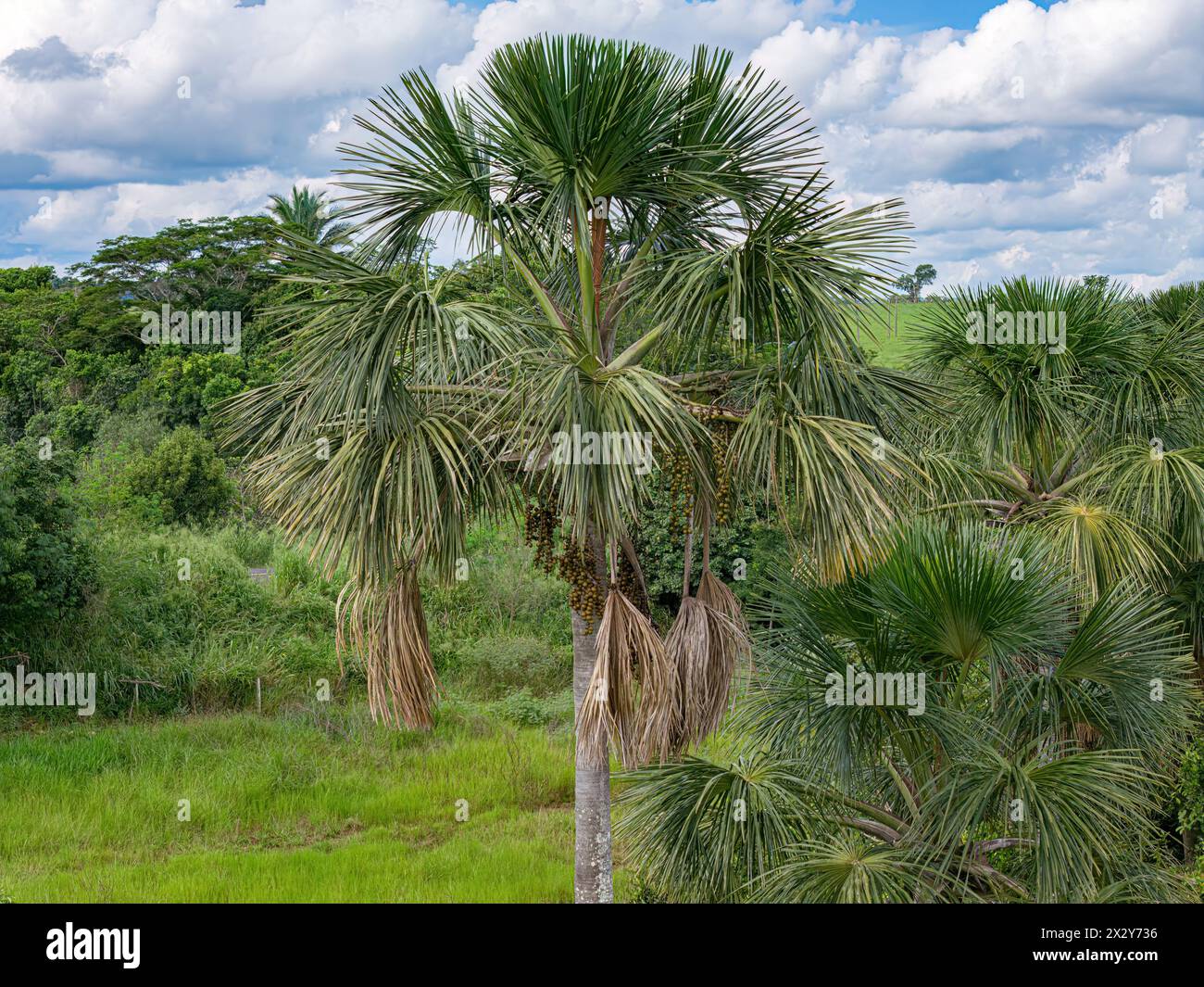 immagine aerea dei frutti della palma buriti Foto Stock