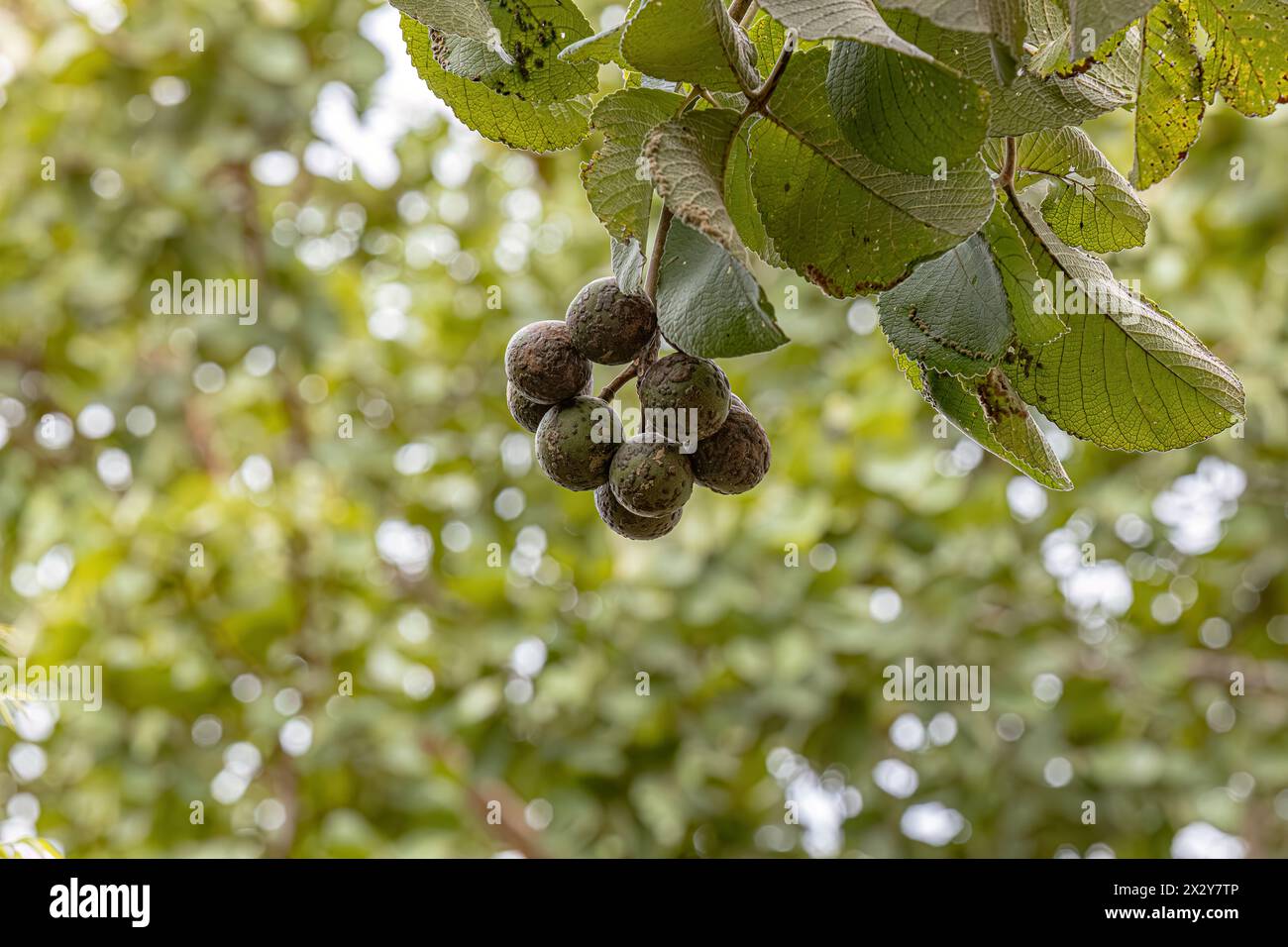 Pekea Nut albero frutto della specie Caryocar brasiliense Foto Stock