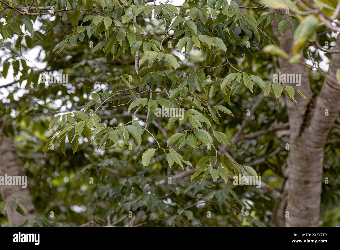 Stinkingtoe foglie di albero della specie Hymenaea courbaril con focus selettivo Foto Stock