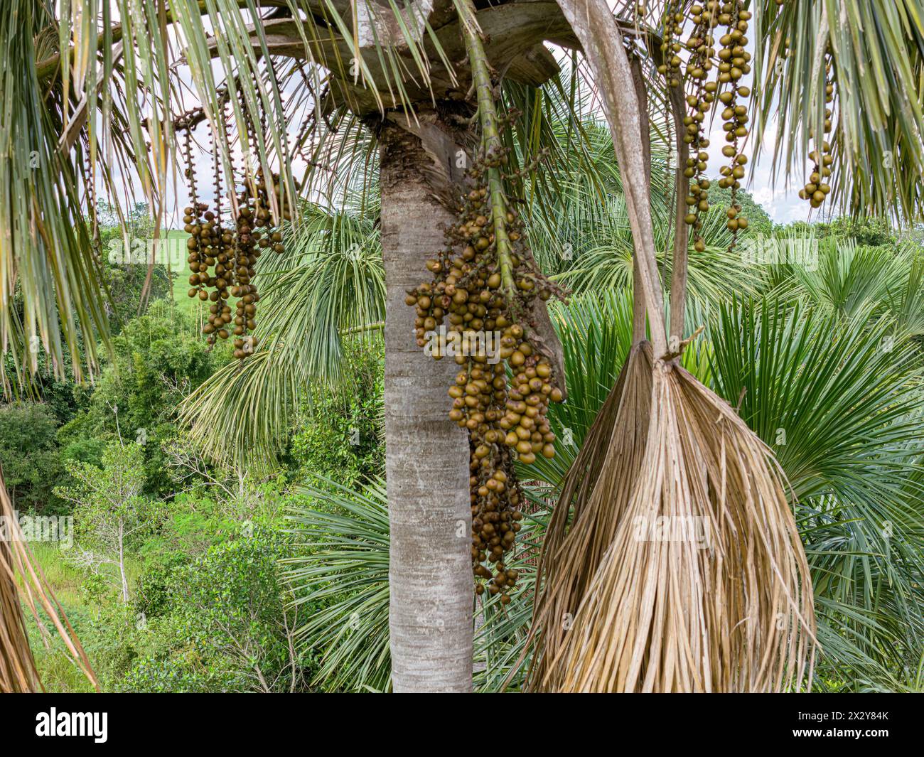 immagine aerea dei frutti della palma buriti Foto Stock