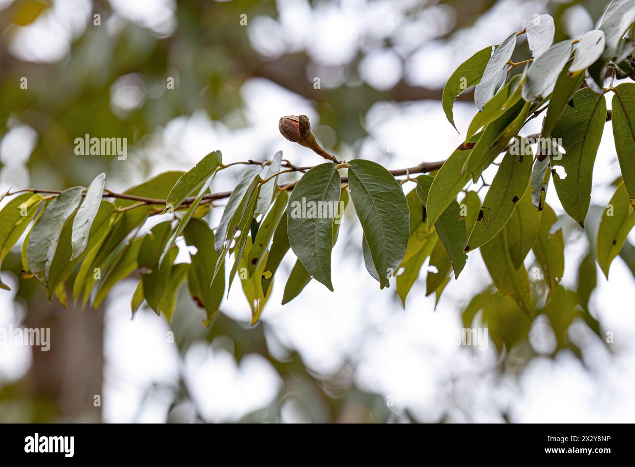 Stinkingtoe foglie di albero della specie Hymenaea courbaril con focus selettivo Foto Stock