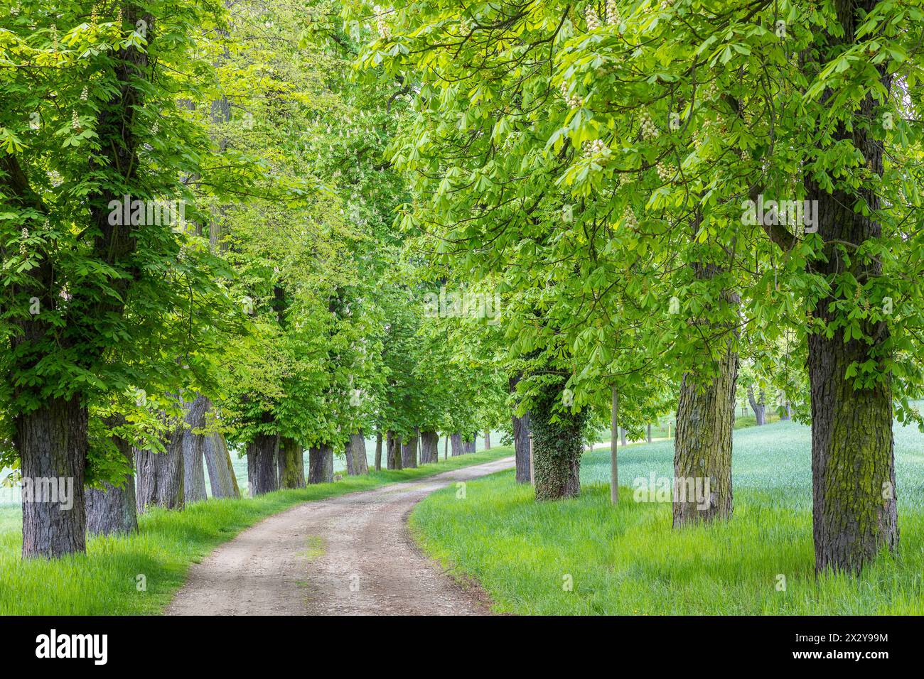 denkmalgeschützte Allee mit alten Bäumen Weißer Rosskastanie Aesculus hippocastanum im Hermsdorf, Ottendorf-Ockrilla, Sachsen, Deutschland *** Foto Stock