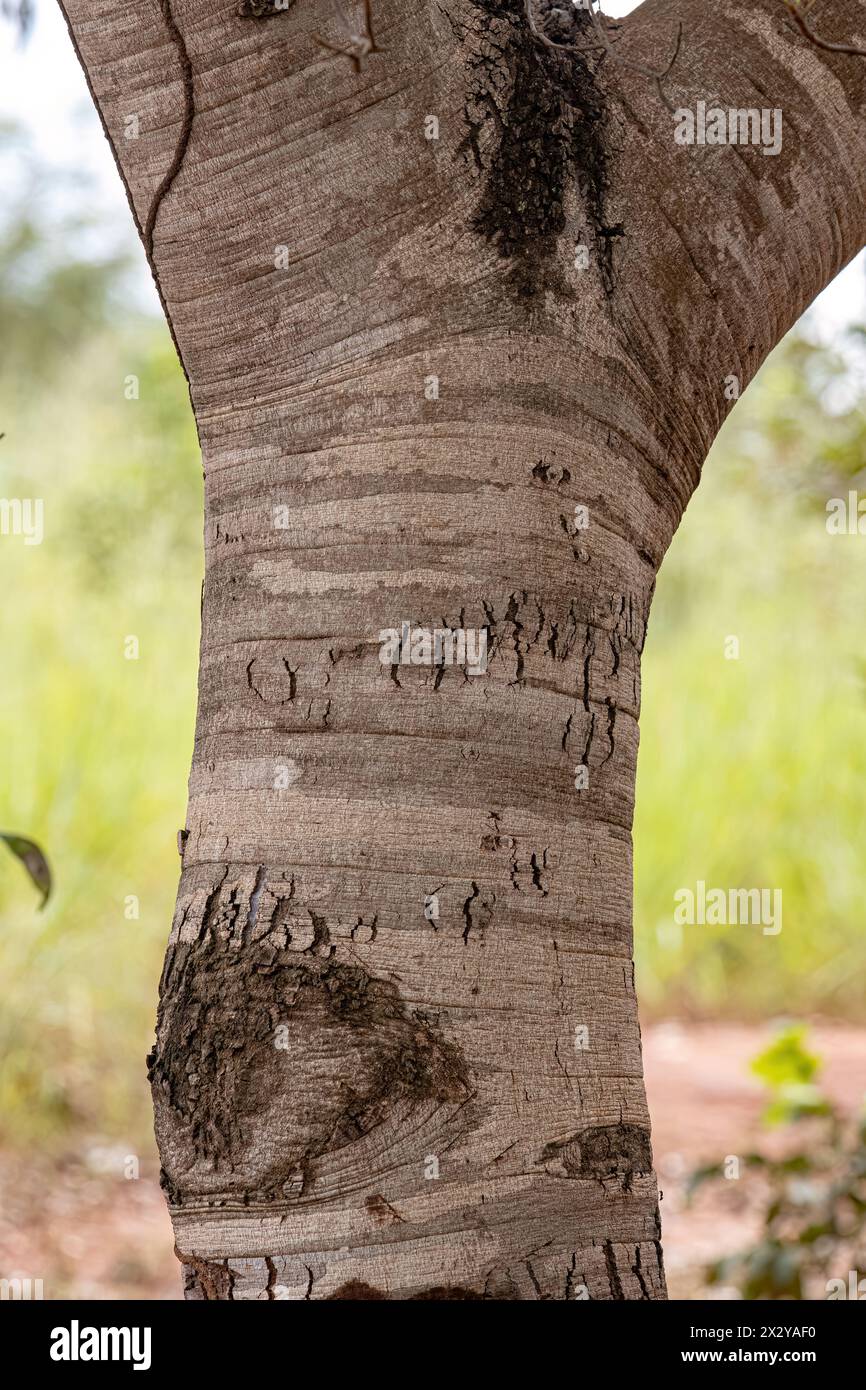 Stinkingtoe Tree Trunk della specie Hymenaea courbaril con focus selettivo Foto Stock