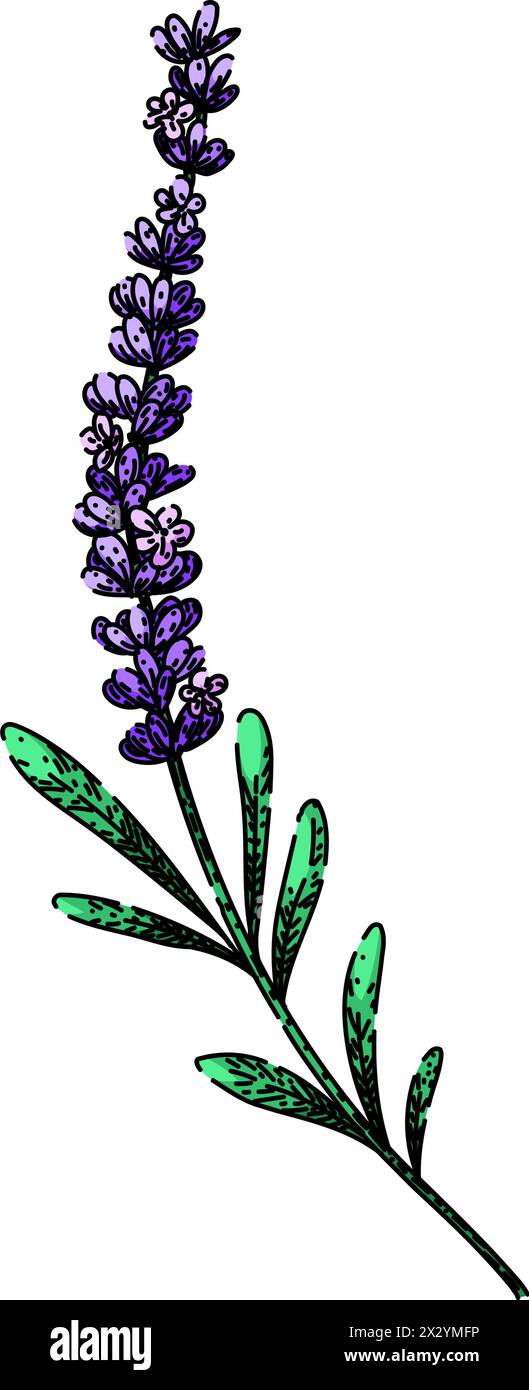 disegna il vettoriale disegnato a mano con il profumo della lavanda Illustrazione Vettoriale