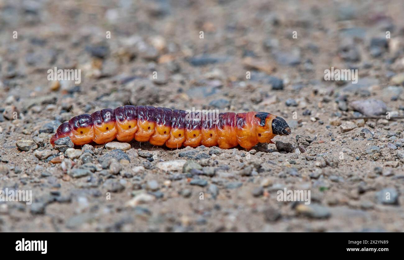 Cossus cossus L. (Lepidoptera: Cossidae) è comunemente visto nei giardini Hevsel di Diyarbakır. È una falena di colore grigio. Foto Stock