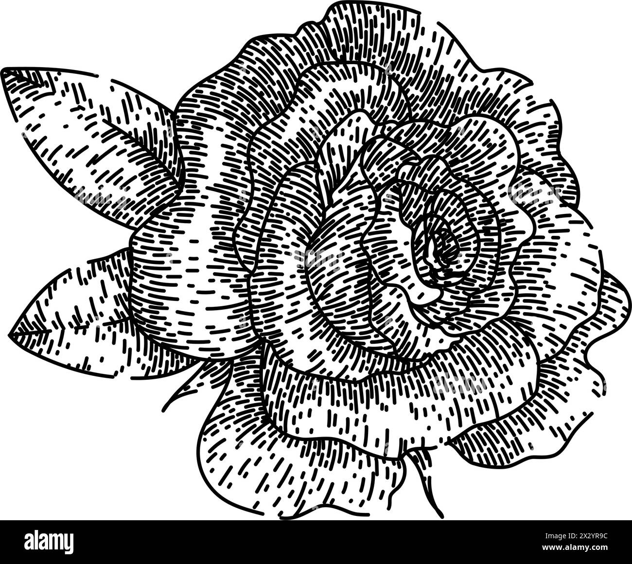 fragranza rosa schizzo vettoriale disegnato a mano Illustrazione Vettoriale