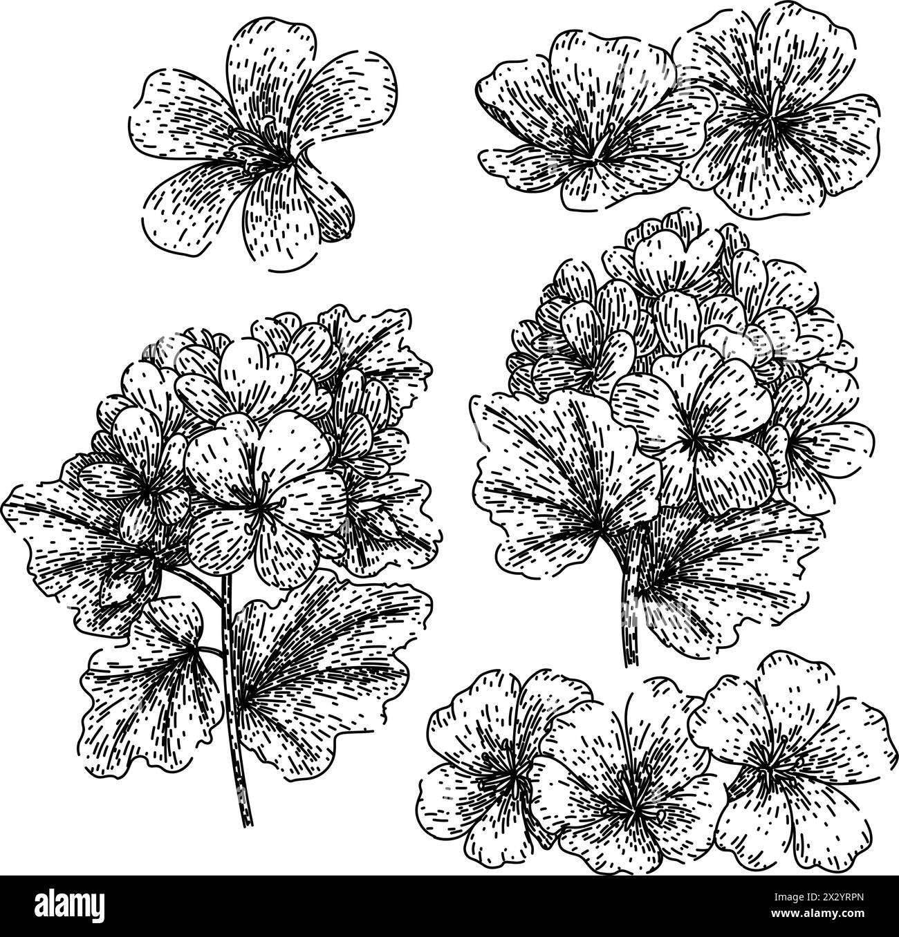 geranium set sketch drawn vector Illustrazione Vettoriale