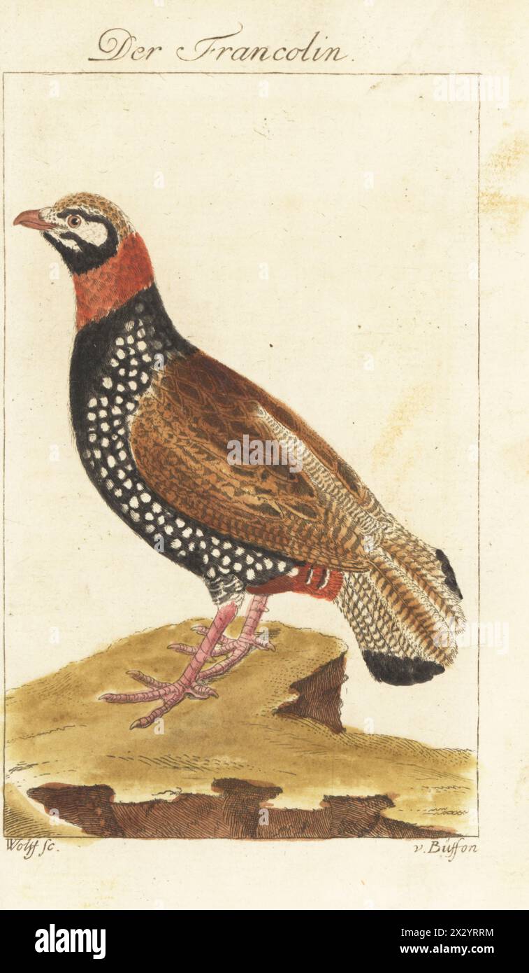 Francolino nero occidentale, Francolinus francolinus. Der Francolin, Tetrao francolinus. Incisione a mano su lastra di rame di Wolff dopo un'illustrazione di Francesco-Nicolas Martinet dall'edizione di Bernhard Christian otto di Naturgeschichte der Vogel del conte di Buffon, storia naturale degli uccelli, Ben Joachim Pauli, Berlino, 1777. Foto Stock