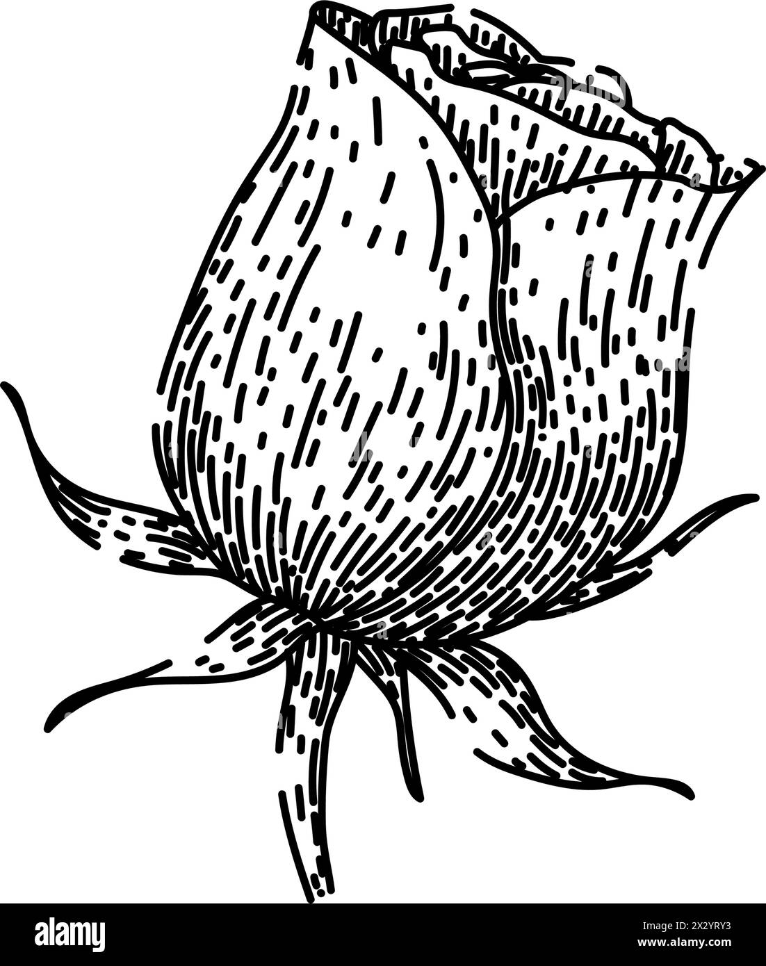 garden rose disegnate a mano Illustrazione Vettoriale