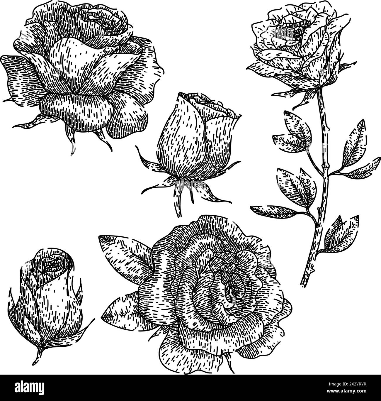 vettore disegnato a mano con rose set Illustrazione Vettoriale