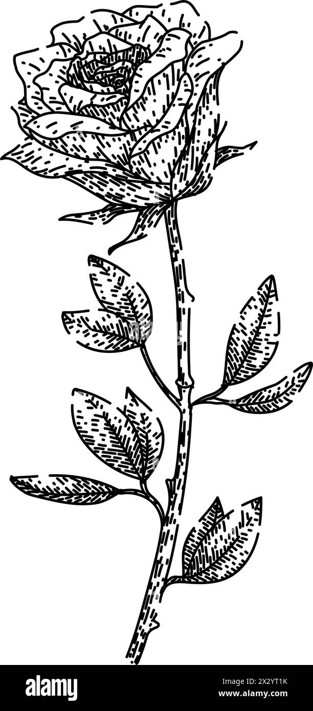 beauty rose disegnate a mano Illustrazione Vettoriale