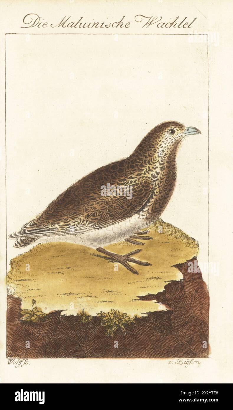 Seedsnipe dal panciotto bianco, Attagis malouinus. Die Malvinische Wachtel, Caille des Isles Malouines, Falkland Island Quail, Tetrao falklandicus. Incisione a mano su lastra di rame di Wolff dopo un'illustrazione di Francesco-Nicolas Martinet dall'edizione di Bernhard Christian otto di Naturgeschichte der Vogel del conte di Buffon, storia naturale degli uccelli, Ben Joachim Pauli, Berlino, 1777. Foto Stock