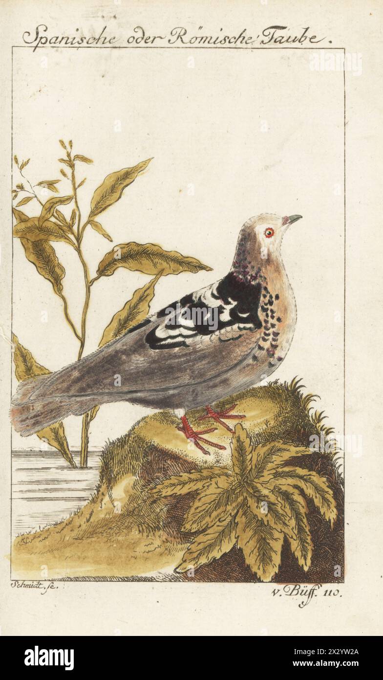 Piccione spagnolo o piccione romano, Columba livia. Razza di piccione elegante. Spanische oder Romische Taube, Columba hispanica. Incisione a mano su lastra di rame di Schmidt dopo un'illustrazione di Francesco Nicolas Martinet dall'edizione di Bernhard Christian otto di Naturgeschichte der Vogel del conte di Buffon, storia naturale degli uccelli, Ben Joachim Pauli, Berlino, 1777. Foto Stock