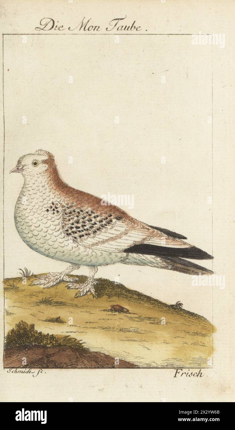 Piccione mensile, Columba livia. Razza di piccione elegante. Die Mon Taube, Monatstaube, Columba mestrua. Incisione in rame colorato a mano di Schmidt dopo un'illustrazione di Johann Leonhard Frisch dall'edizione di Bernhard Christian otto del Naturgeschichte der Vogel del conte di Buffon, storia naturale degli uccelli, Ben Joachim Pauli, Berlino, 1777. Foto Stock