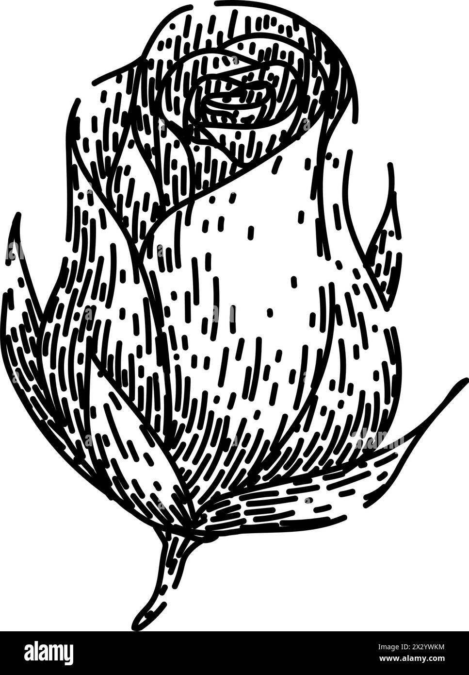 petali rosa schizzo vettoriale disegnato a mano Illustrazione Vettoriale