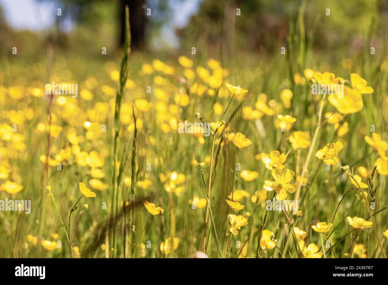 Primo piano alle tazze di prato fiorite in estate Foto Stock
