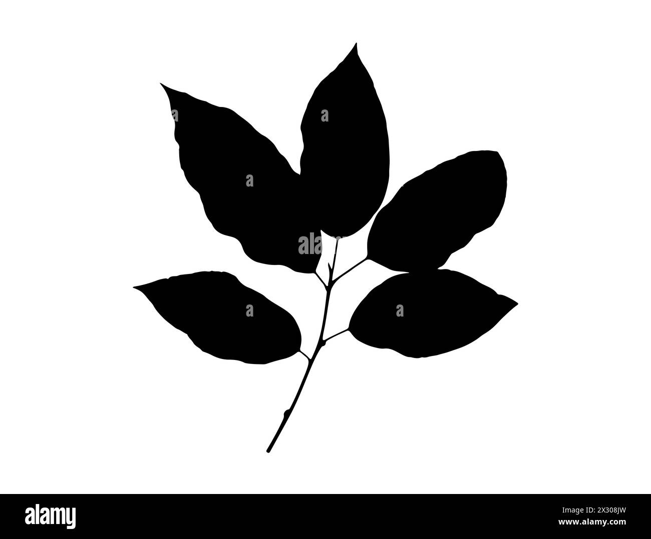 Ramo con grafica vettoriale della silhouette delle foglie Illustrazione Vettoriale