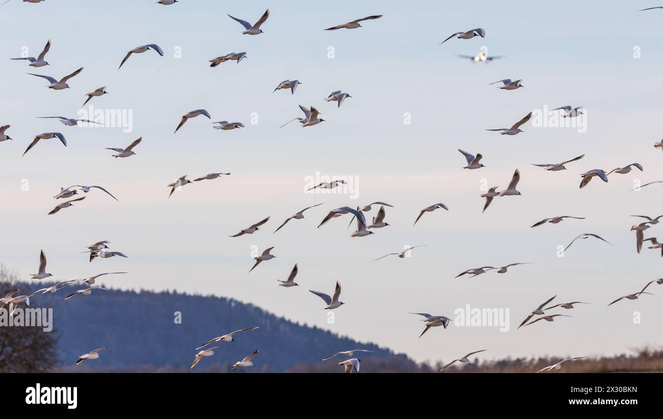 Oberglatt, Schweiz - 14. März 2022: Auf den Feldern der Gemeinde Oberglatt und Bachenbülach haben sich hunderte Möwen versammelt. SIE suchten offensic Foto Stock