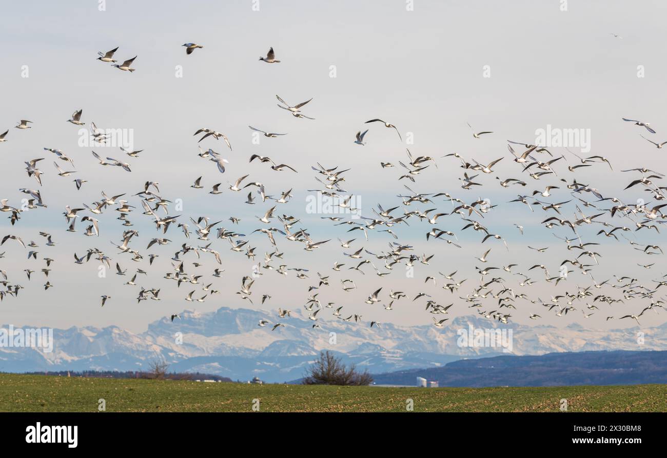 Oberglatt, Schweiz - 14. März 2022: Auf den Feldern der Gemeinde Oberglatt und Bachenbülach haben sich hunderte Möwen versammelt. SIE suchten offensic Foto Stock