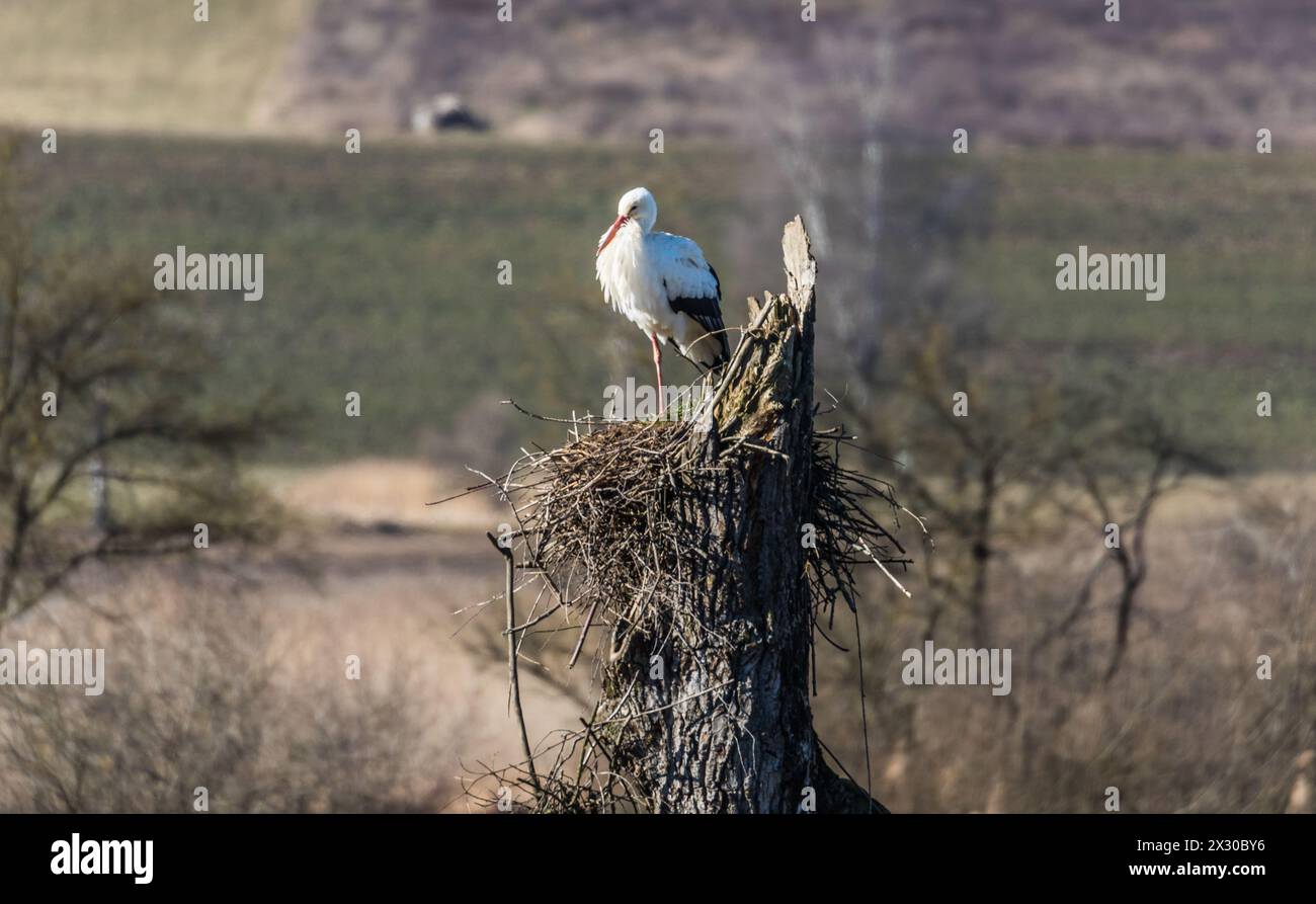 Höri, Schweiz - 8. Febbraio 2022: Ein Storch steht in Seinem Nest im Naturschutzgebiet Neeraderried im Zürcher Unterland. Foto Stock