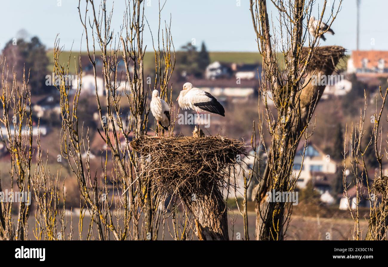 Höri, Schweiz - 8. Febbraio 2022: Zwei Störche stehen in Seinem Nest im Naturschutzgebiet Neeraderried im Zürcher Unterland. Foto Stock