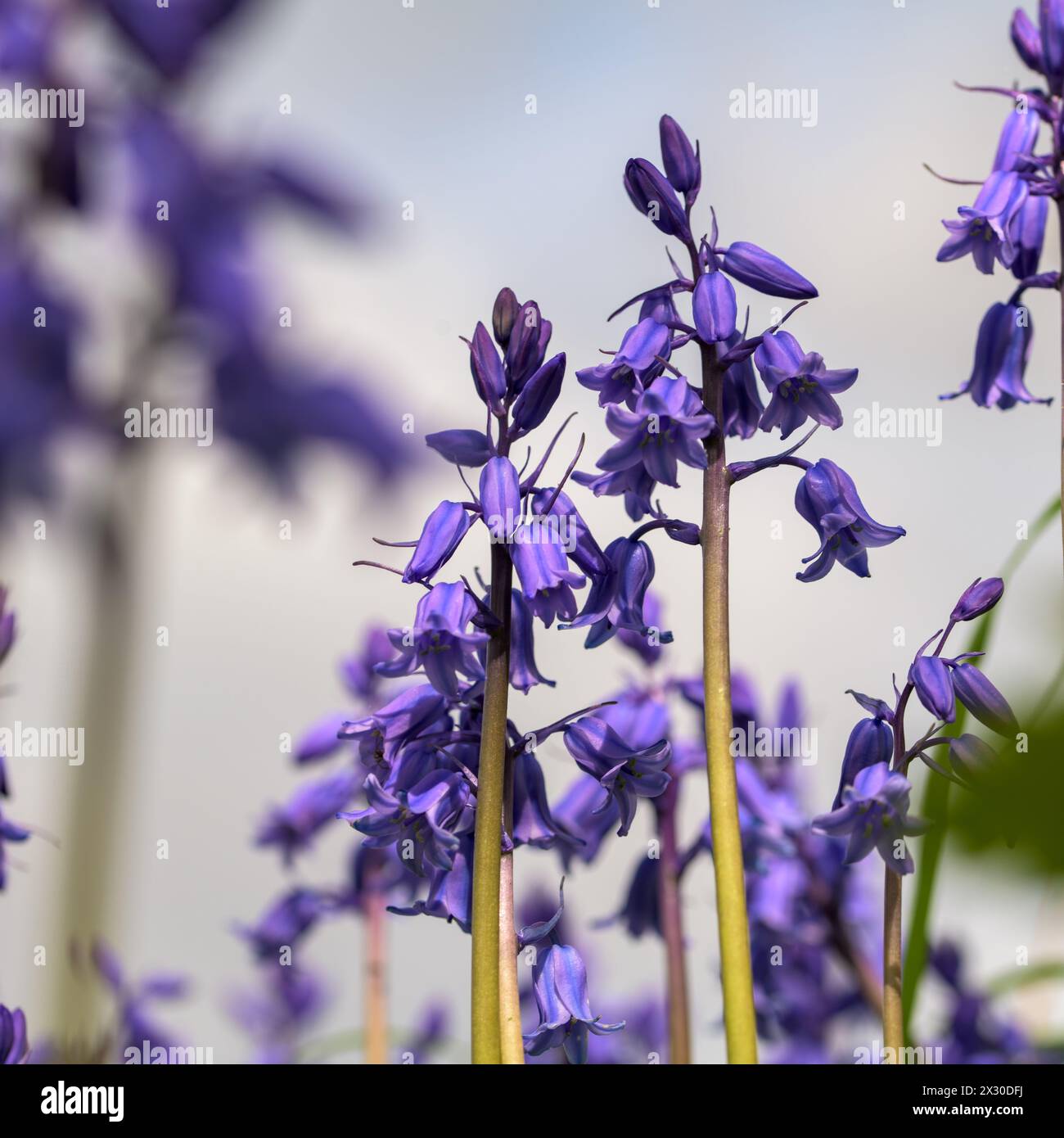 Hyacinthoides non-scripta, bluebells, Scilla campanulata, campanulata spagnola Foto Stock