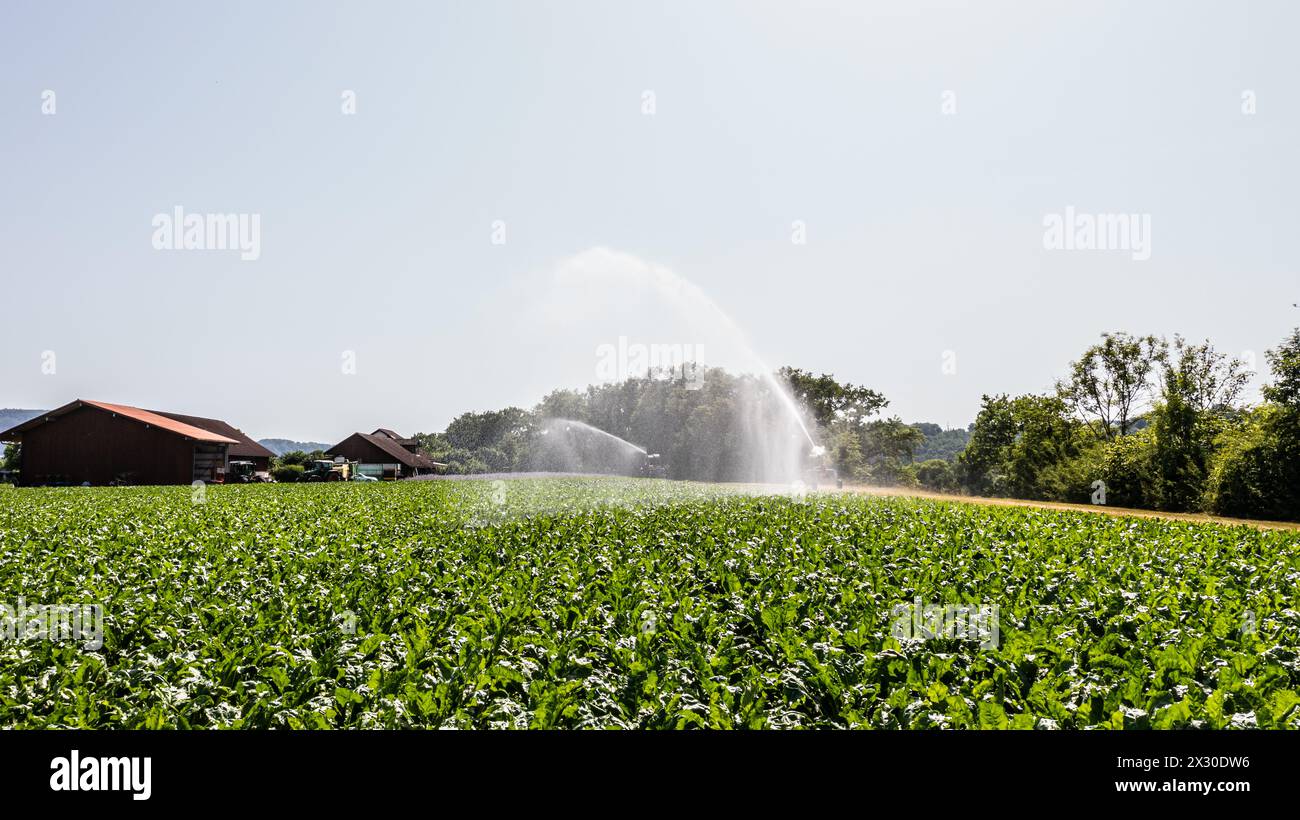 MIT einem Wasserwerfer wird ein Maisfeld an einem Hitzetag bewässert. (Marthalen, Schweiz, 18.06.2022) Foto Stock