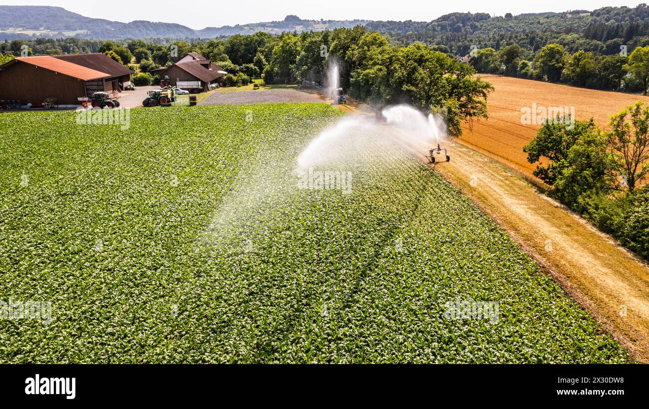 MIT einem Wasserwerfer wird ein Maisfeld an einem Hitzetag bewässert. (Marthalen, Schweiz, 18.06.2022) Foto Stock