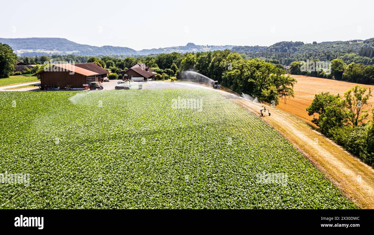 MIT einem Wasserwerfer wird ein Maisfeld an einem Hitzetag bewässert. (Marthalen, Schweiz, 18.06.2022) Foto Stock