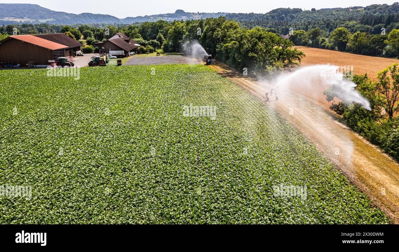 MIT einem Wasserwerfer wird ein Maisfeld an einem Hitzetag bewässert. (Marthalen, Schweiz, 18.06.2022) Foto Stock