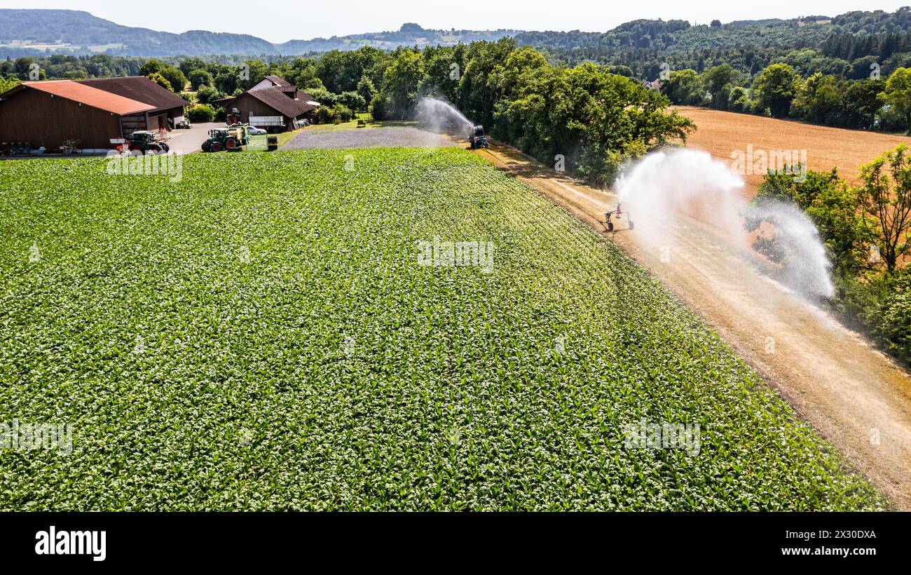 MIT einem Wasserwerfer wird ein Maisfeld an einem Hitzetag bewässert. (Marthalen, Schweiz, 18.06.2022) Foto Stock