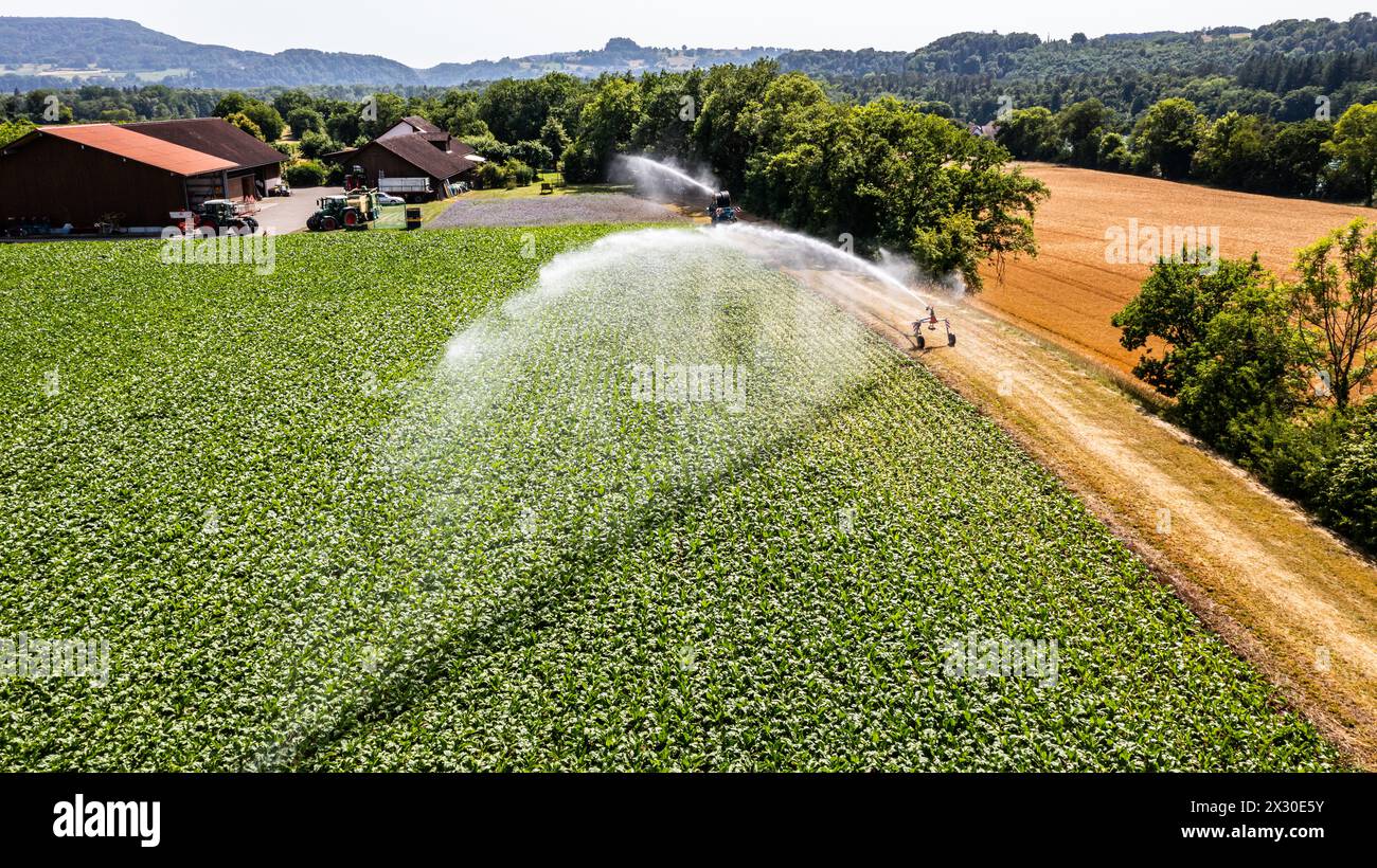 MIT einem Wasserwerfer wird ein Maisfeld an einem Hitzetag bewässert. (Marthalen, Schweiz, 18.06.2022) Foto Stock