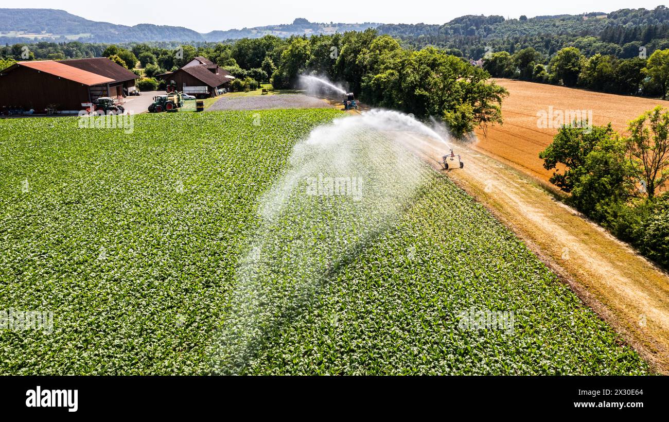 MIT einem Wasserwerfer wird ein Maisfeld an einem Hitzetag bewässert. (Marthalen, Schweiz, 18.06.2022) Foto Stock