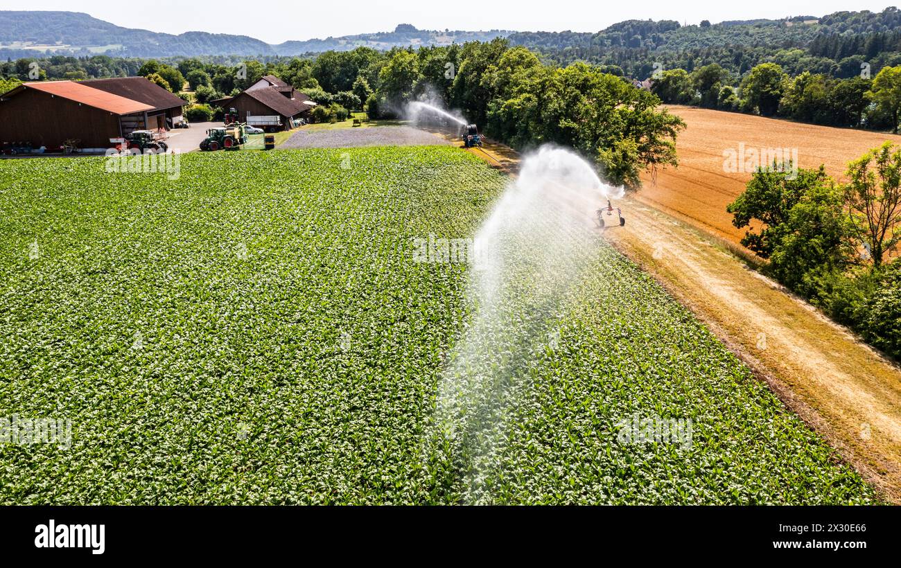 MIT einem Wasserwerfer wird ein Maisfeld an einem Hitzetag bewässert. (Marthalen, Schweiz, 18.06.2022) Foto Stock