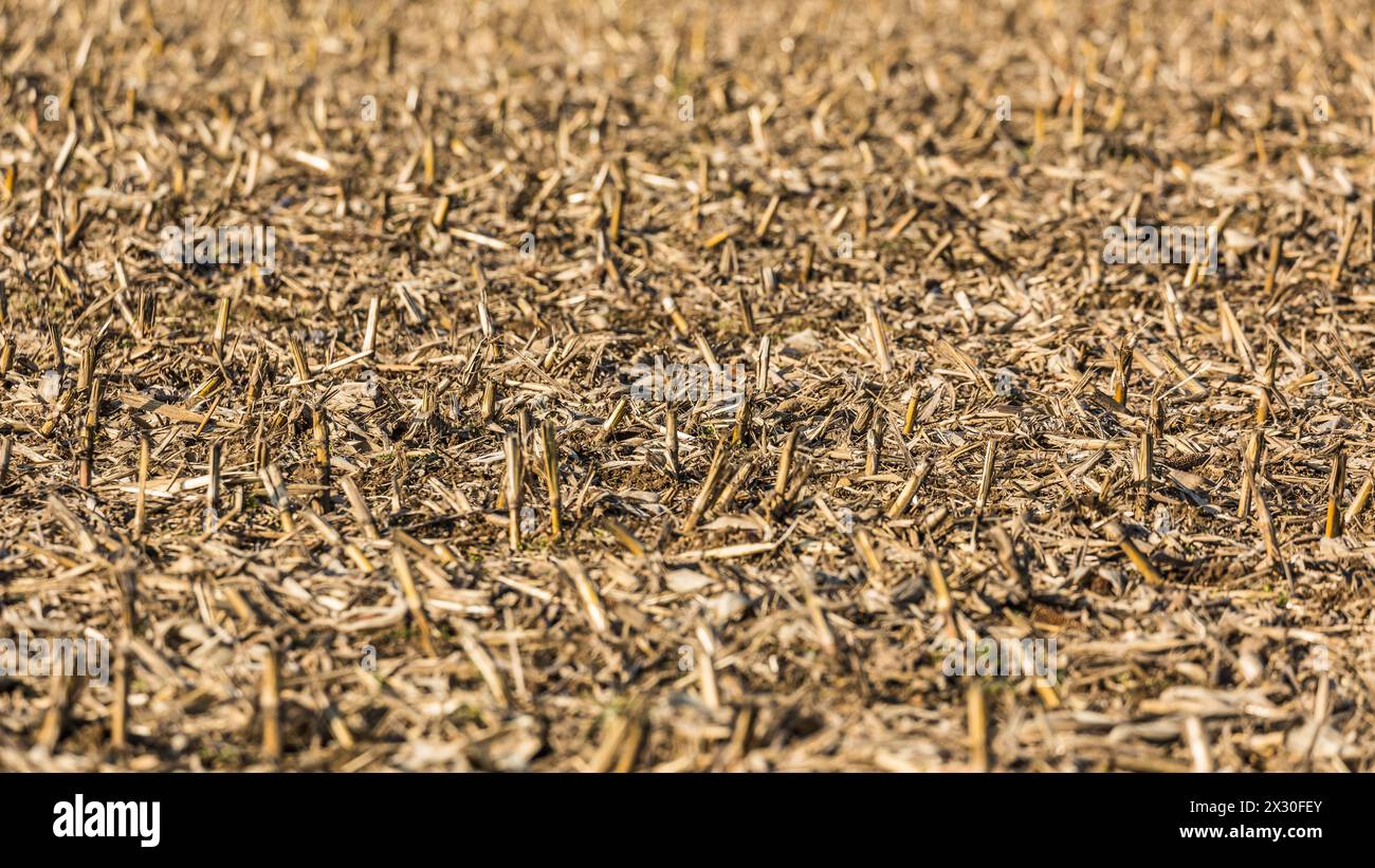 Hüntwangen, Schweiz - 25. Gennaio 2022: Ein Maisfeld, welches nach der Ernte nicht gepflugt wurde. Foto Stock