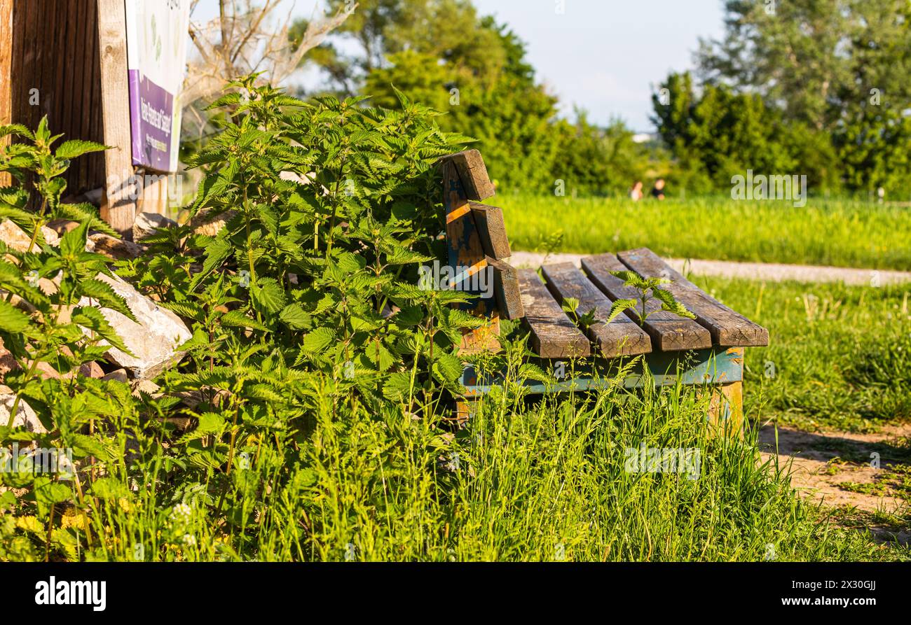 Brennnessel wachsen a der wilden Natur. SIE werden oft als Heilpflanzen verwendet. (Oberglatt, Schweiz, 14.05.2022) Foto Stock