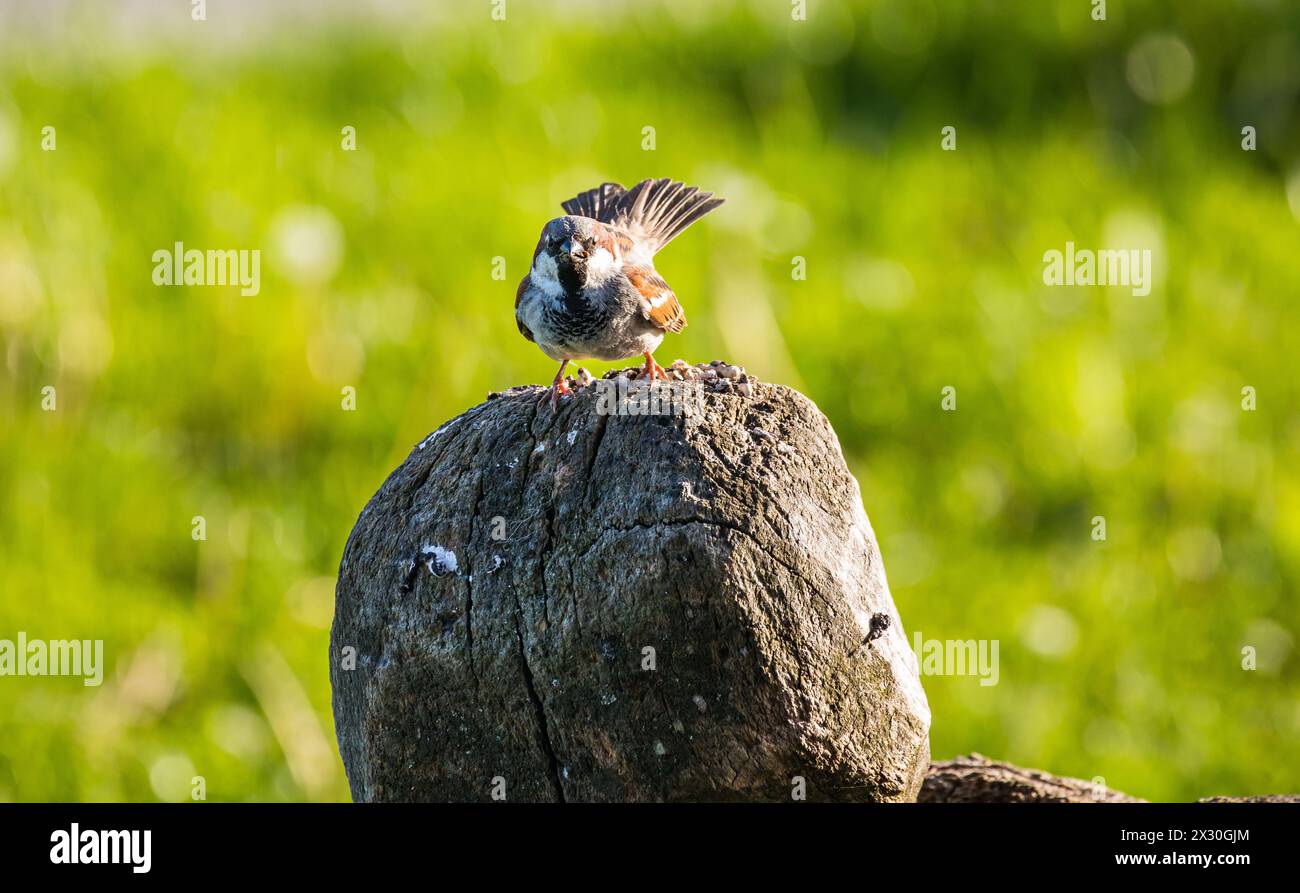 Ein Spatz sitzt auf einem Stein. (Oberglatt, Schweiz, 14.05.2022) Foto Stock