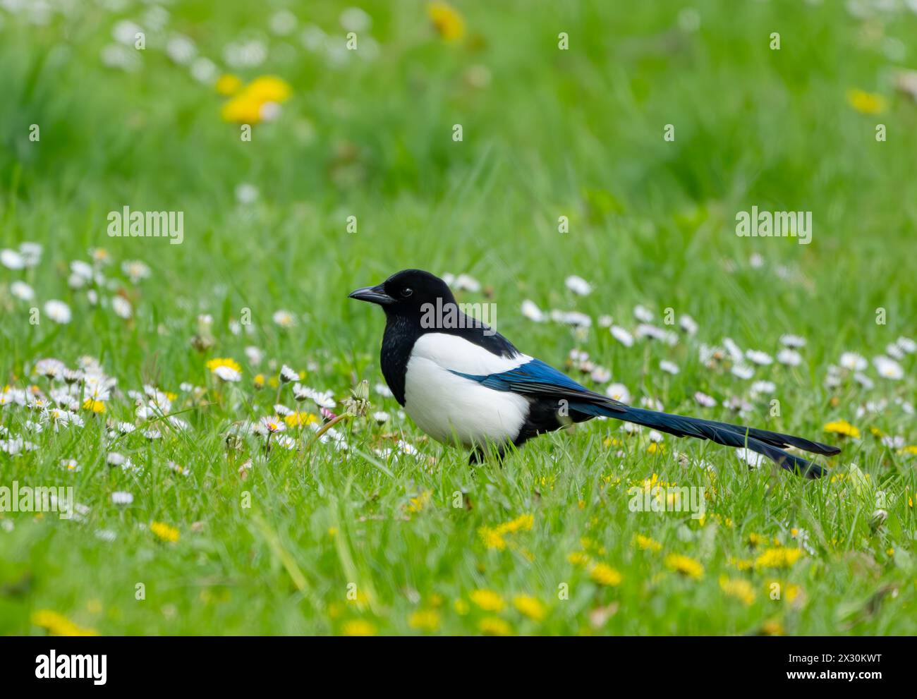 23 aprile 2024, Brandeburgo, Sieversdorf: Un magpie (Pica pica) in un prato. Il magpie è uno dei corvidi più suggestivi d'Europa con il suo piumaggio bianco e nero lucido a contrasto. Foto: Patrick Pleul/dpa Foto Stock