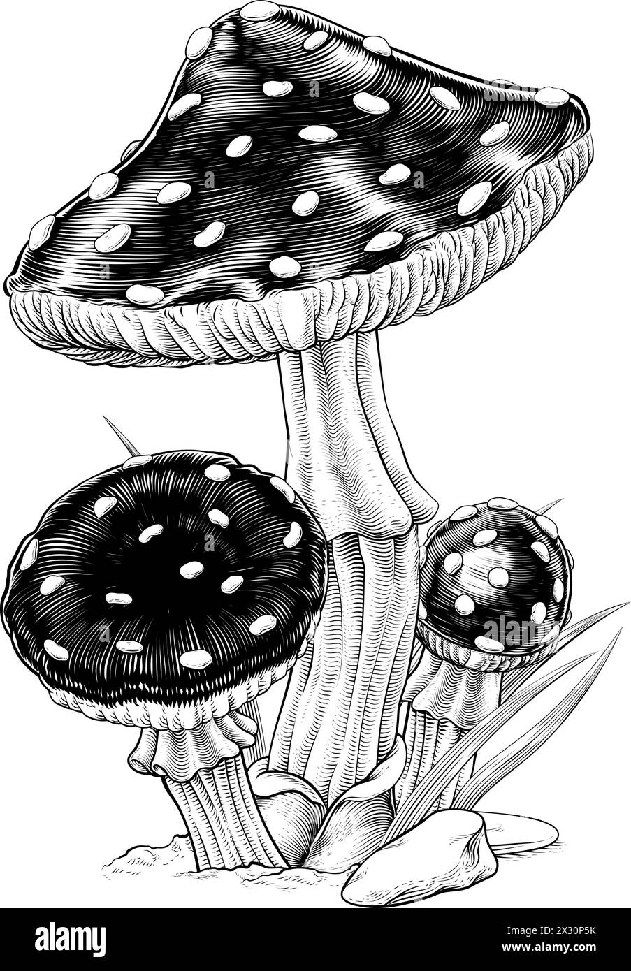 Toadsgabelli funghi vintage legno inciso Illustrazione Vettoriale