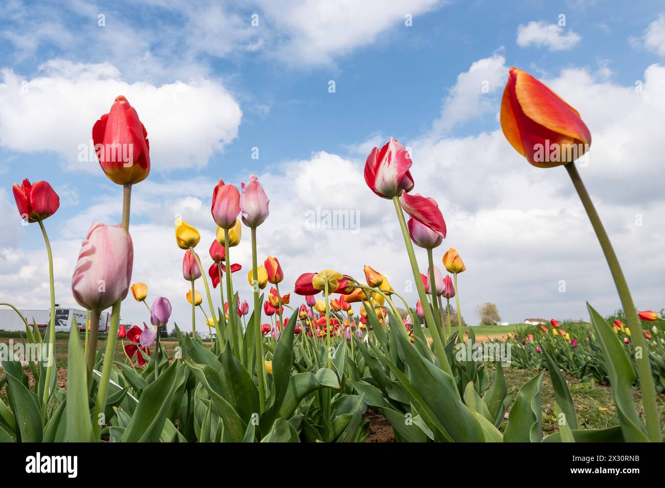 Tulpen blühen auf einem Feld zum selber schneiden. Rottweil Baden-Württemberg Deutschland *** tulipani in fiore in un campo per tagliarsi Rottweil Baden Württemberg Germania Foto Stock