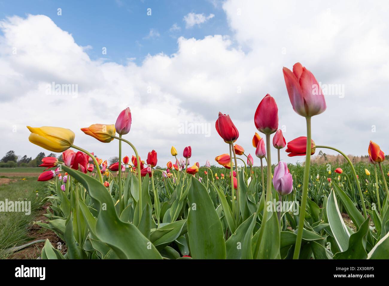 Tulpen blühen auf einem Feld zum selber schneiden. Rottweil Baden-Württemberg Deutschland *** tulipani in fiore in un campo per tagliarsi Rottweil Baden Württemberg Germania Foto Stock