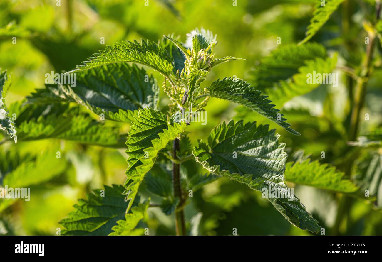 Brennnessel wachsen a der wilden Natur. SIE werden oft als Heilpflanzen verwendet. (Oberglatt, Schweiz, 14.05.2022) Foto Stock