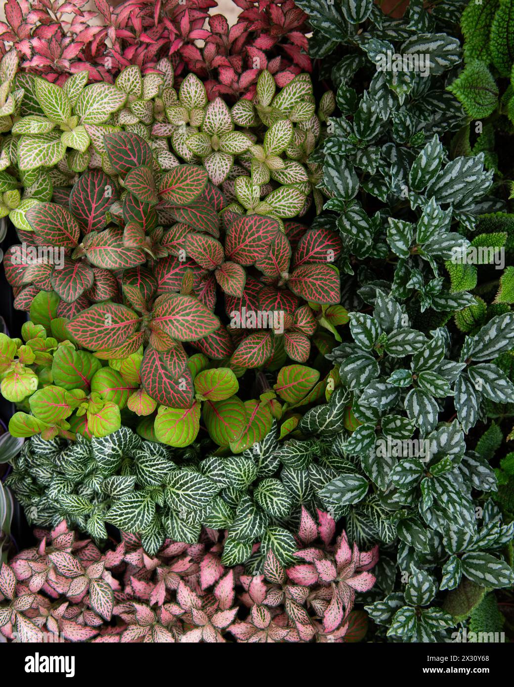 Vista dall'alto di una varietà di piantine di piante unite da vicino per formare un'esposizione astratta di colore e consistenza. Foto Stock