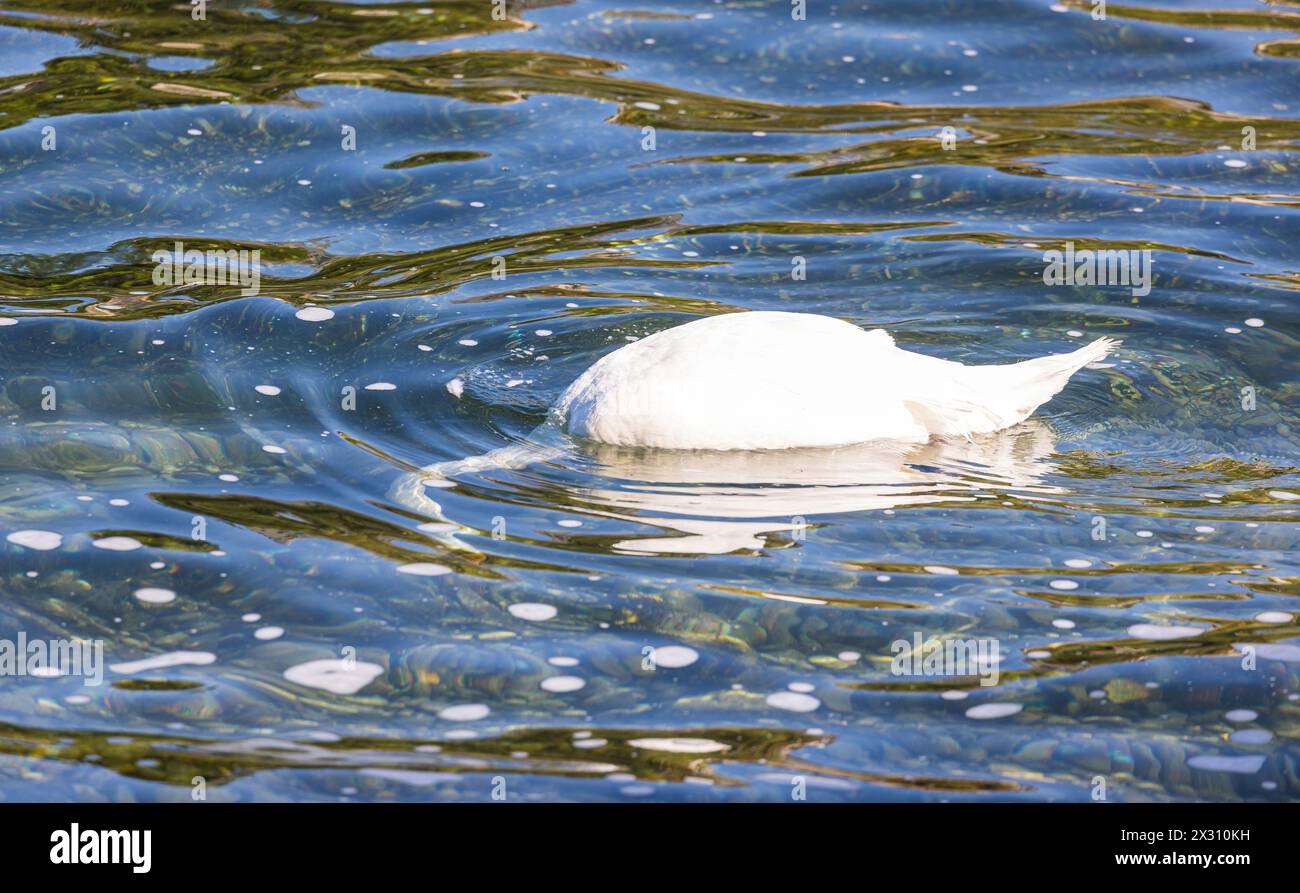 Ein Schwan sucht mit seinem Kopf unter dem Wasser nach Nahrung. (Neuhausen am Rheinfall, Svizzera, 10.08.2022) Foto Stock
