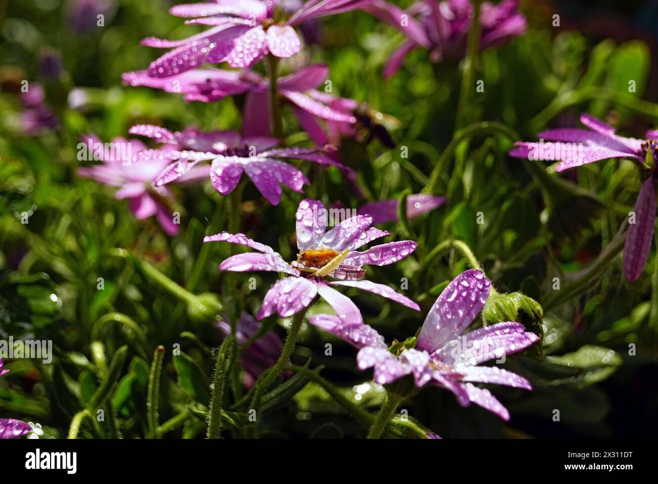 Aiuole con margherite viola chiaro dopo la pioggia Foto Stock