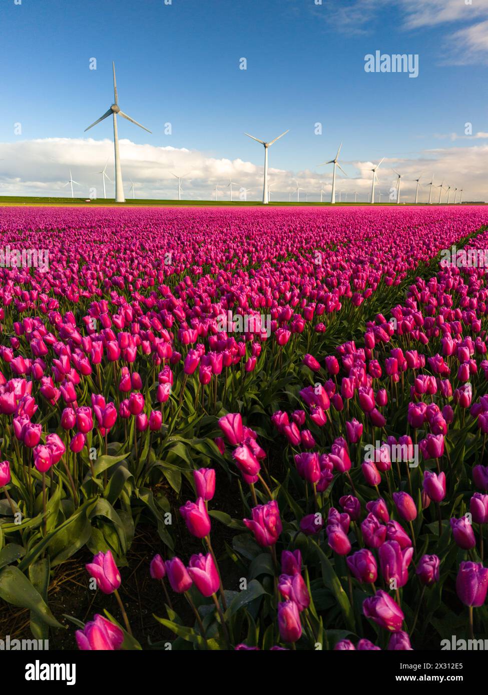 Un campo mozzafiato di tulipani rosa balla nel vento, mentre maestose turbine a vento si ergono alte sullo sfondo, dipingendo un quadro di bellezza serena nei Paesi Bassi Noordoostpolder Foto Stock