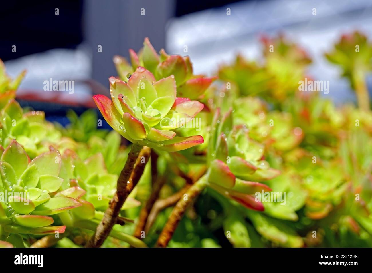 Primo piano di un Sedum palmeri illuminato dal sole, succulento Foto Stock