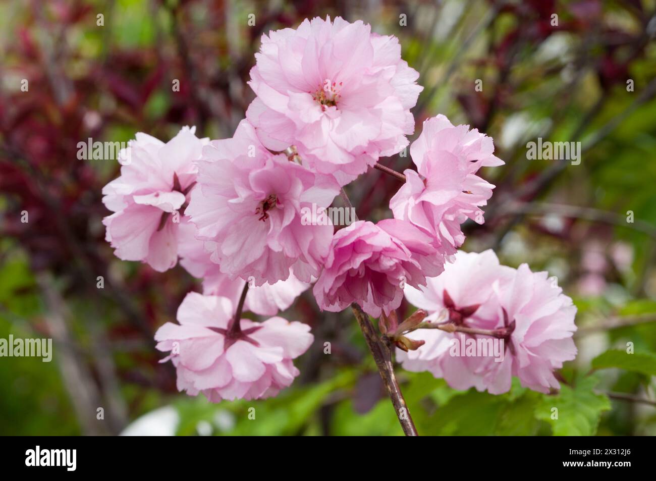 Prunus "Royal Burgundy" Foto Stock