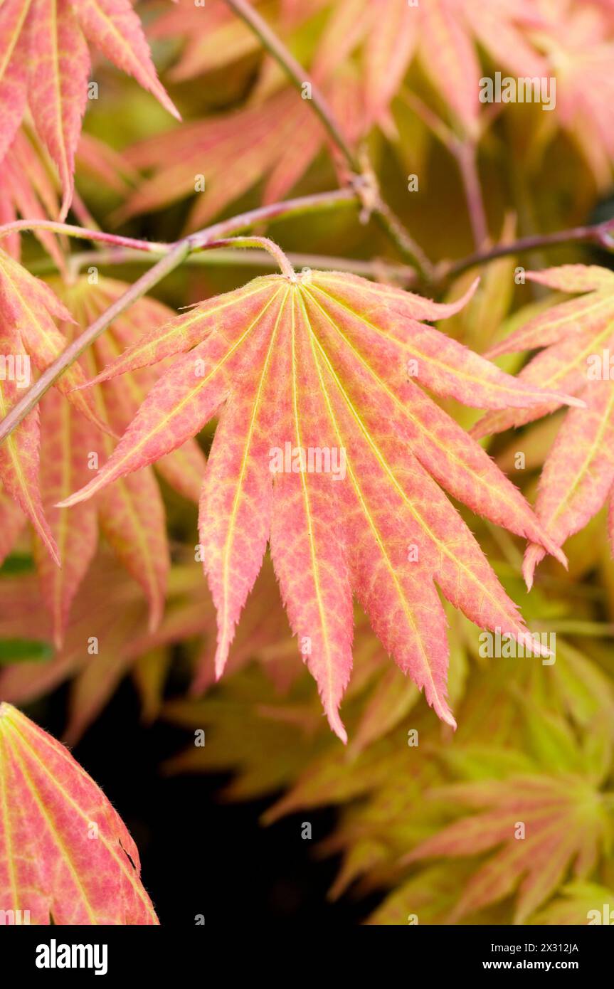 Acer shirasawanum "Moonrise" Foto Stock