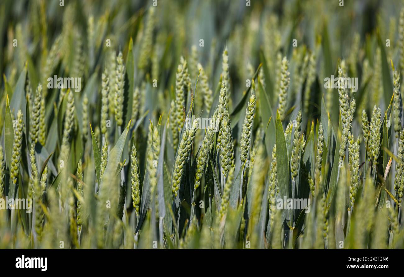 Wachsender Weizen auf einem Feld im Zürcher Unterland. (Oberglatt, Schweiz, 21.05.2022) Foto Stock